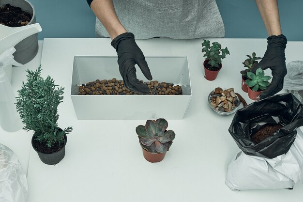 Vrouw plant kamerplanten en bloemen in aarde en potten