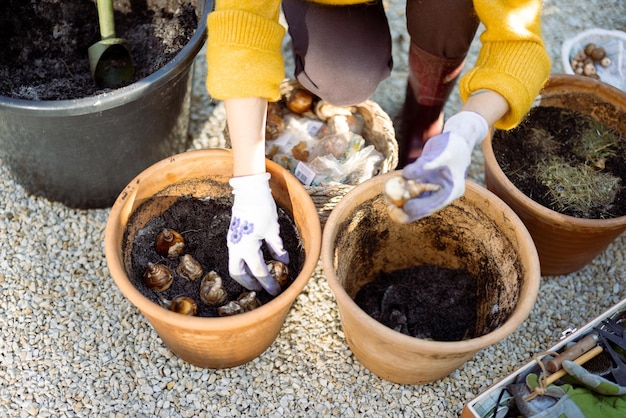 Vrouw plant tulpenbollen in kannen van klei