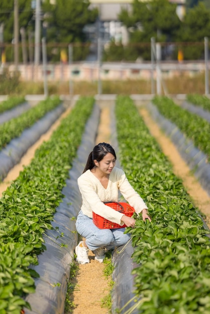 Vrouw plukt aardbeien op de biologische boerderij