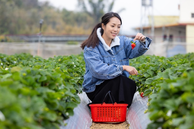 Vrouw plukt aardbeien op de boerderij