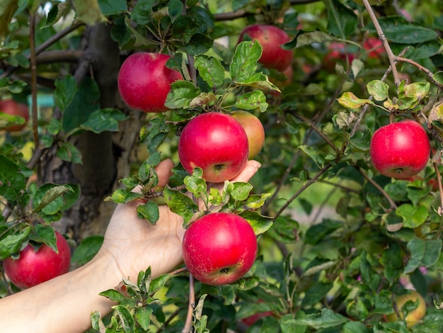 Vrouw plukt met de hand rode appels uit de boom