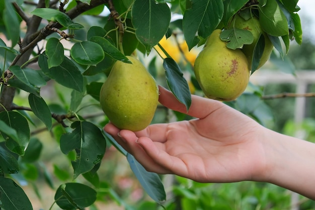 Vrouw plukt rijpe peren van boom