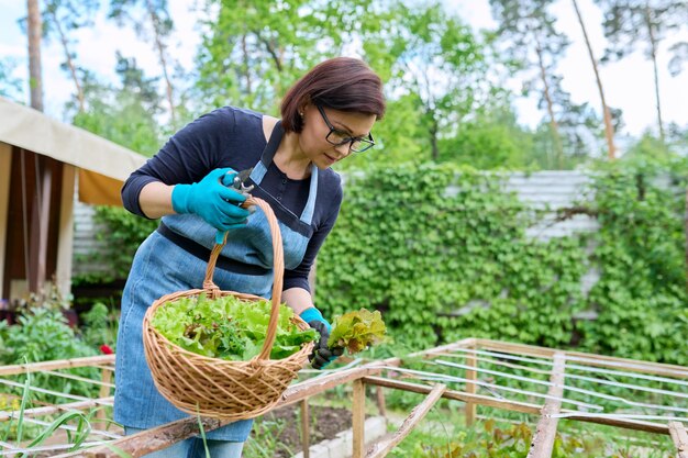 Vrouw plukt sla rucola bladeren in mand op tuinbed in kas