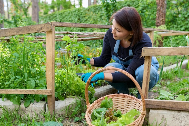 Vrouw plukt sla rucola bladeren in mand op tuinbed in kas