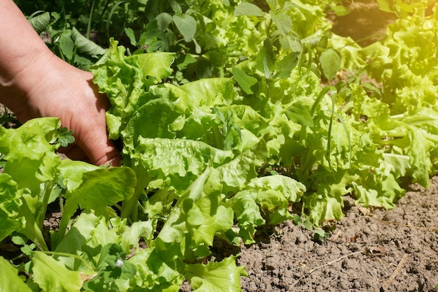 Vrouw plukt spinaziebladeren Zomeroogst van verse groene bladeren Thuiskweek