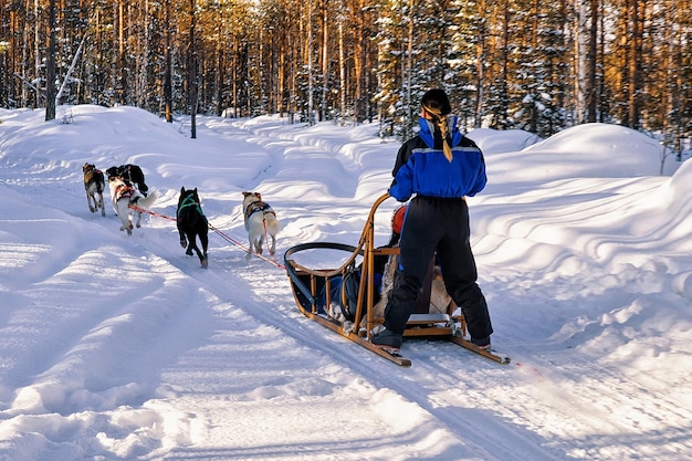 Vrouw rijden husky honden slee in rovaniemi, lapland, finland