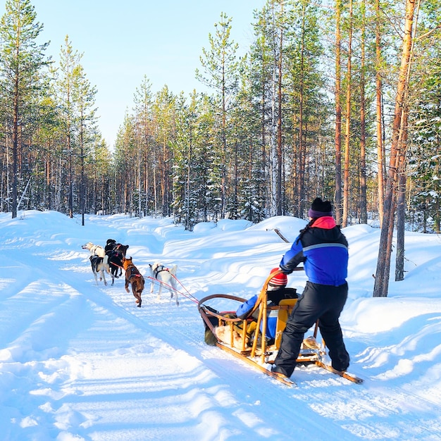 Vrouw rijden husky honden slee in Rovaniemi, Lapland in de winter Finland