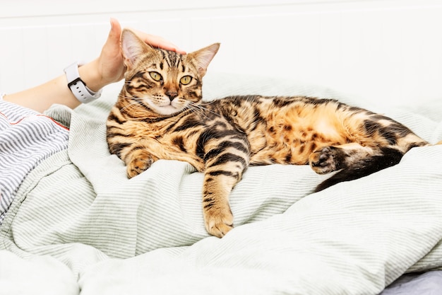 Vrouw rust thuis terwijl ze haar mooie Bengaalse kat aait. Huisdier in handen van gastvrouw. Binnenlandse kat op bed.