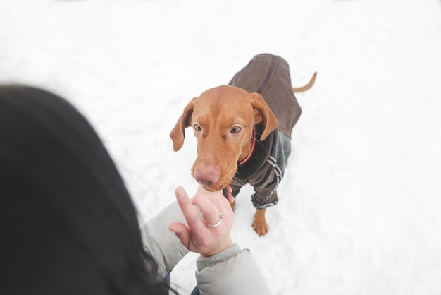 Vrouw speelt met een hond in de sneeuw van dichtbij