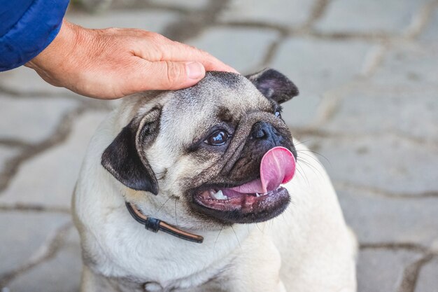 Vrouw streelde de hand van een kleine pup