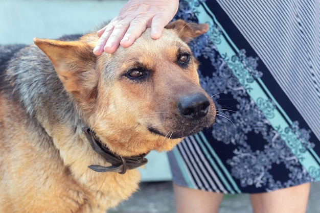 Vrouw streelt de hond met haar hand Herder naast zijn meesteres