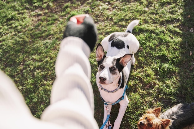 Vrouw traint met haar jonge honden op het trainingsveld