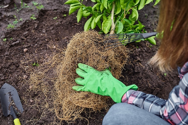 Vrouw transplate mandarijnboom buitenshuis tuinieren en plantenverzorging