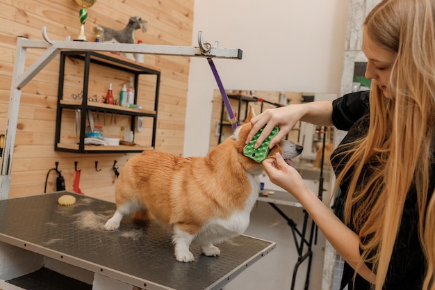 Vrouw trimmer vacht van welsh corgi pembroke hond kammen met kam na het baden en drogen bij trimsalon vrouw huisdier kapper kapsel doen in veterinaire spa kliniek