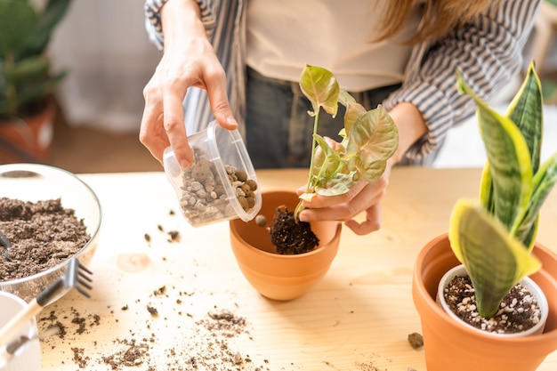 Vrouw tuinders drenken plant