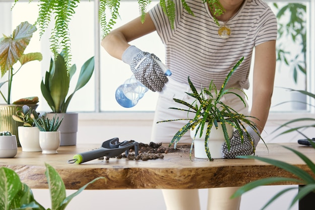 Vrouw tuinders verplanten plant in keramische potten op de houten design tafel. Concept van huis tuin. Lente tijd. Stijlvol interieur met veel planten. Verzorging van huisplanten. Sjabloon.