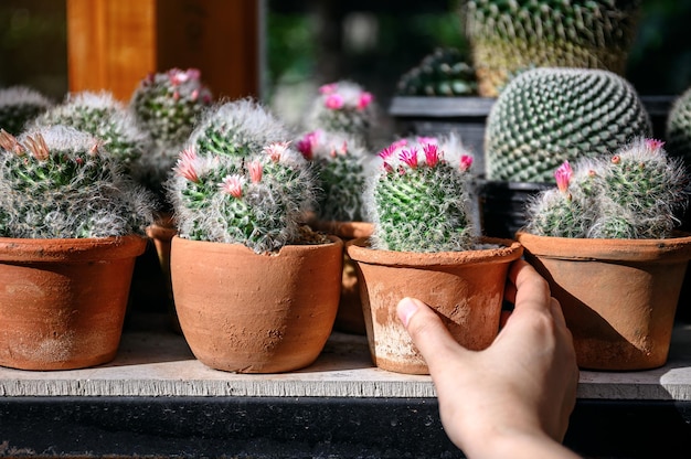 Vrouw tuinman handen met cactus in de kastuin