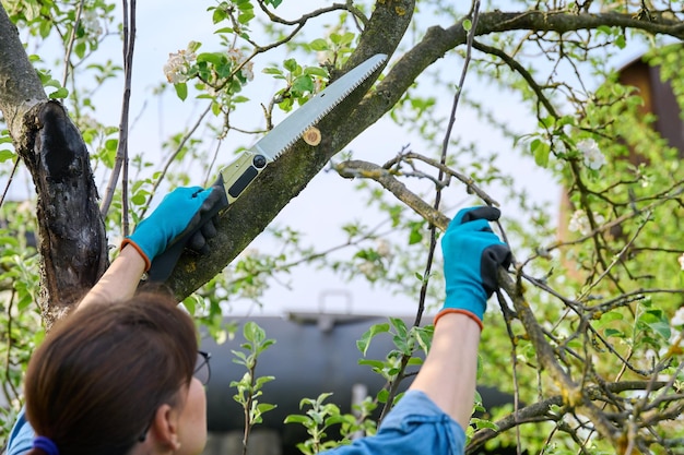 Vrouw tuinman in handschoenen met tuinzaag die een droge tak op een appelboom kapt Tuinwerk boomgaard zorg tuinieren concept