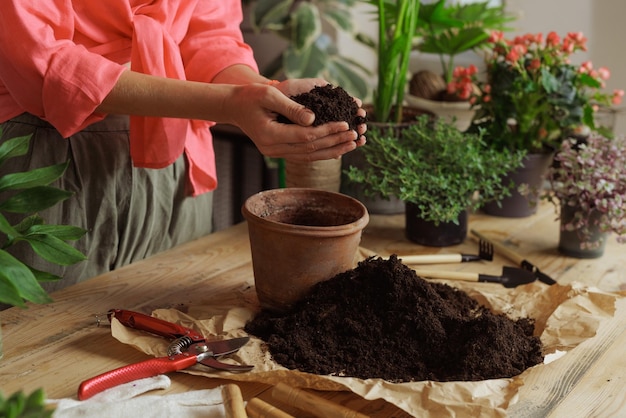 Vrouw tuinman nieuwe plant oppotten en pot verpotten voor kamerplant Planten zorgconcept