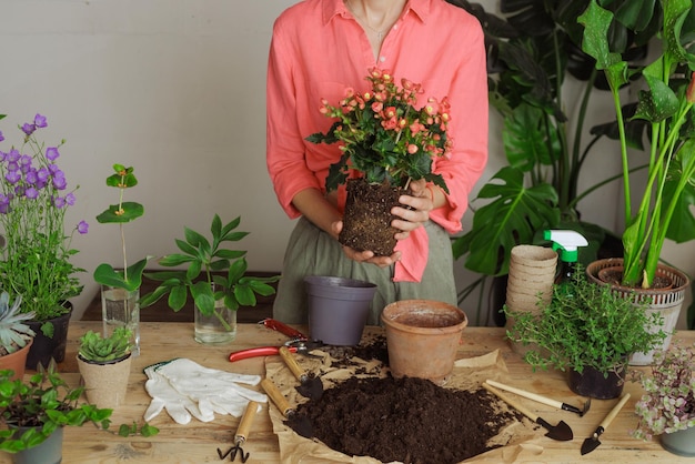 Vrouw tuinman nieuwe plant oppotten en pot verpotten voor kamerplant Planten zorgconcept