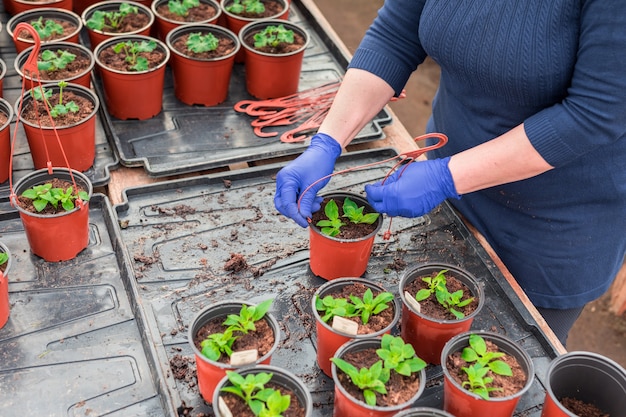 Vrouw tuinman petunia zaailingen planten in hangende potten