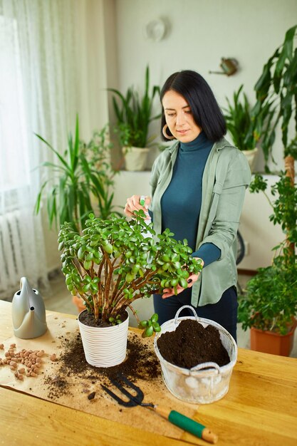 Vrouw tuinman sproeit Crassula thuis, het verzorgen van kamerplanten