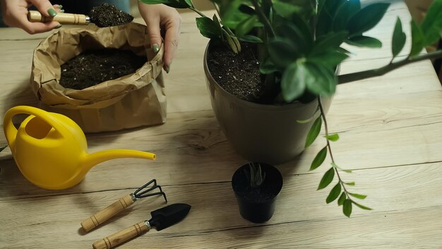 Vrouw tuinman verpotten zamiokulkas en haworthia striata bloemen in nieuwe pot op houten tafel