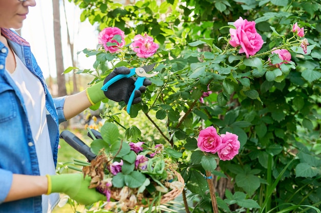 Vrouw tuinman zorgzame rozenstruik in achtertuin bloembed met behulp van tuinsnoeischaar