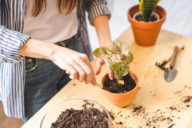 Vrouw tuinmannen ingegoten plant