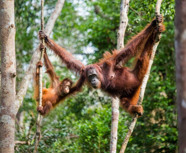 Vrouw van de orang-oetan met een baby in een boom. Indonesië. Het eiland Kalimantan (Borneo).