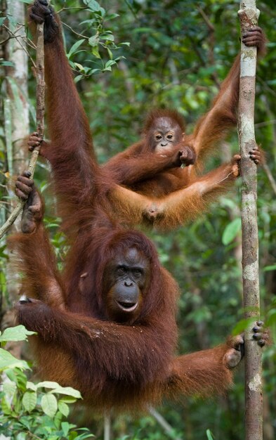 Vrouw van de orang-oetan met een baby in een boom. Indonesië. Het eiland Kalimantan (Borneo).
