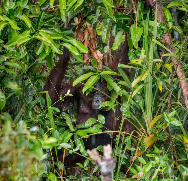 Vrouw van de orang-oetan met een baby in een struikgewas van gras. Indonesië. Het eiland Kalimantan (Borneo).