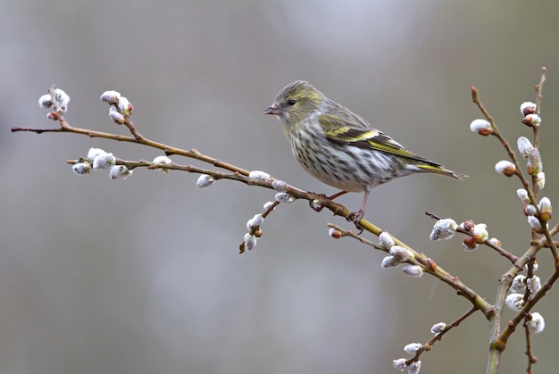 Vrouw van Euraziatische sijs, mees, vogels, zangverd, dier, Carduelis spinus