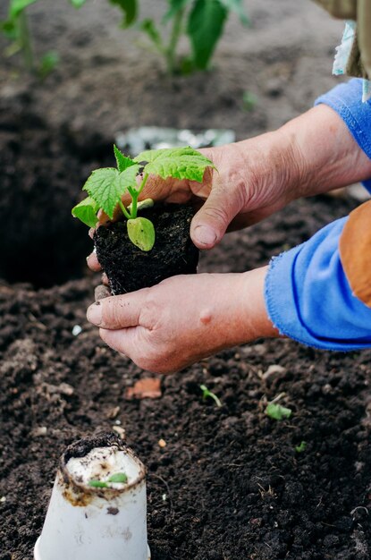 Vrouw van middelbare leeftijd die komkommerzaailingen plant in een kas