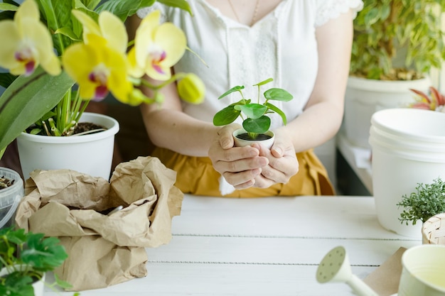 Vrouw verplant bloemen thuis Potten met bloeiende planten aarde en gieter op tafel