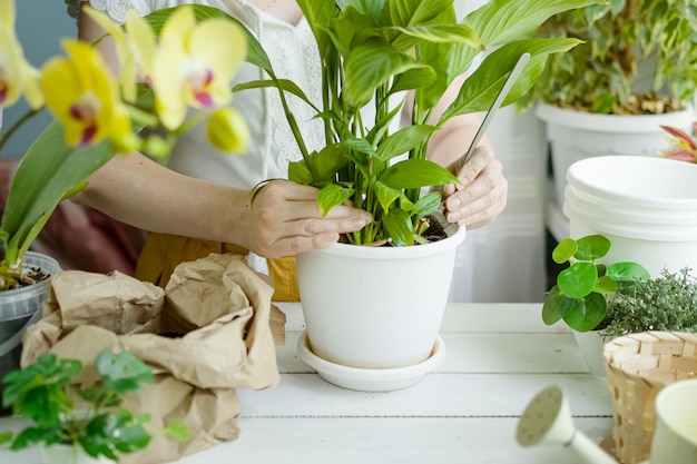 Vrouw verplant bloemen thuis Potten met bloeiende planten aarde en gieter op tafel