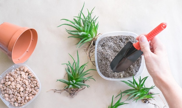 Vrouw verplant Haworthia in pot aan tafel bovenaanzicht Verzorging van kamerplanten