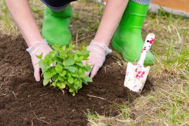 Vrouw verpot verse munt in de tuin