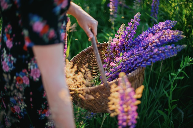 Foto vrouw verzamelen lupine in rustieke mand close-up in het zonnige platteland bij zonsondergang rustig moment