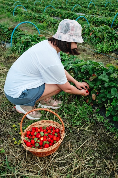 Vrouw verzamelt aardbeien op de boerderij