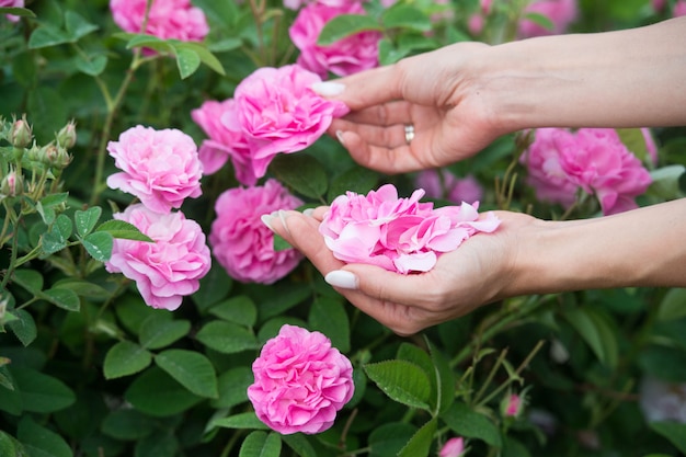 Vrouw verzamelt rozenblaadjes voor de productie van cosmetica Bulgarije. Aromatherapie. Aroma oliën. De schoonheid van een theeroos. Lichaamsverzorging.