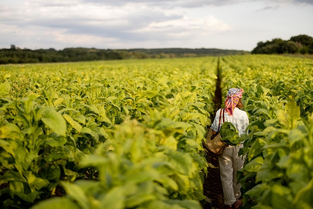 Vrouw verzamelt tabaksbladeren op plantage