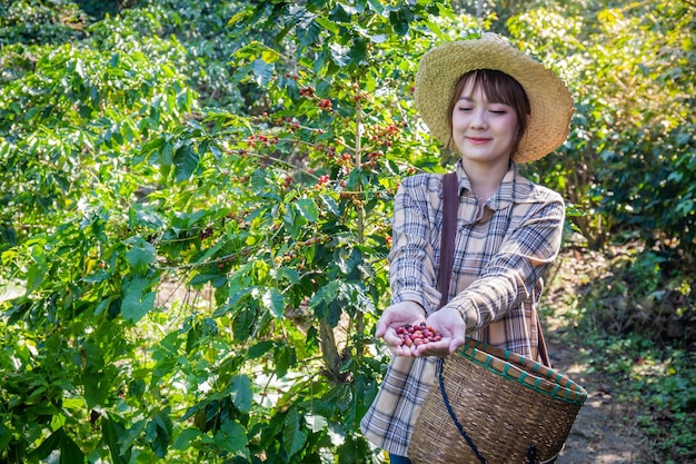 vrouw verzamelt verse koffie van een boom in een mandplantage in Doi Chang Chiang Rai Thailand