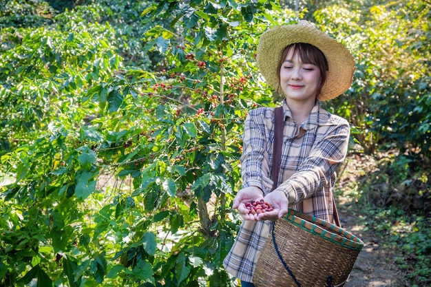 Foto vrouw verzamelt verse koffie van een boom in een mandplantage in doi chang chiang rai thailand