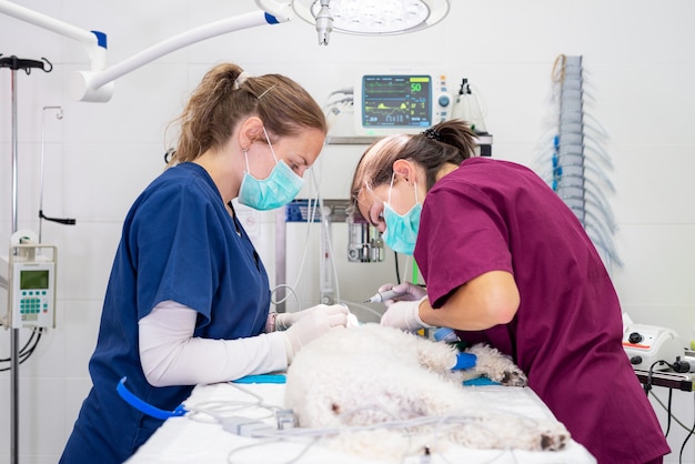 Vrouw veterinaire tandarts die procedure van professionele tanden doen die hond in een veterinaire kliniek schoonmaken. Verdoofde hond in operatietafel. Huisdier gezondheidszorg concept.