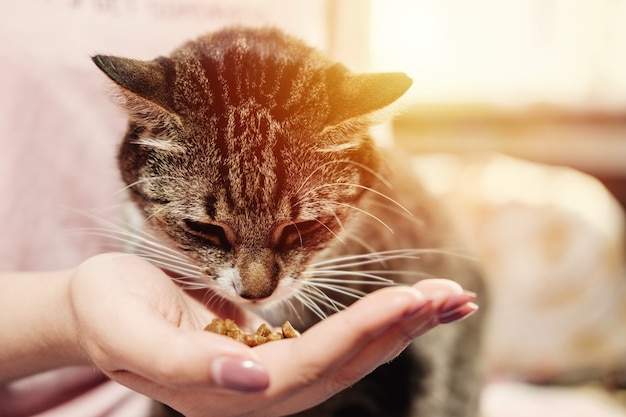 Vrouw voedt kat, kat eet uit handen van meisje, gelukkige en tevreden kat met eigenaar