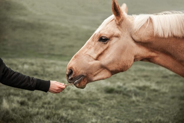 Vrouw voedt paard met hooi, gras in de hand houdend