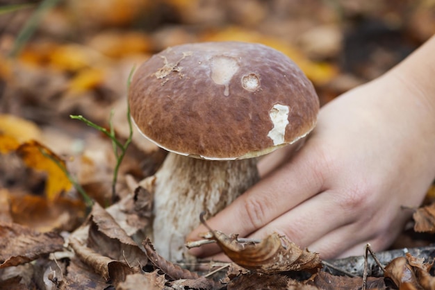 Vrouw vond grote eekhoorntjesbroodpaddestoel in het bos tussen eikenbladeren