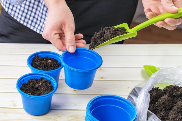 Vrouw vult een blauwe kleine zaailingpot met aarde met een schop Voorbereiding voor het thuis planten van zaailingen Tuinieren met het kweken van groenten en kruiden voor voedsel