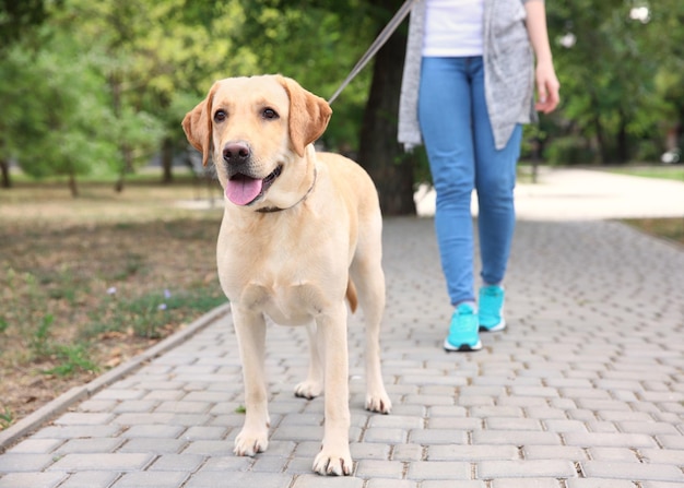 Vrouw wandelende Labrador Retriever aan de lijn in het park